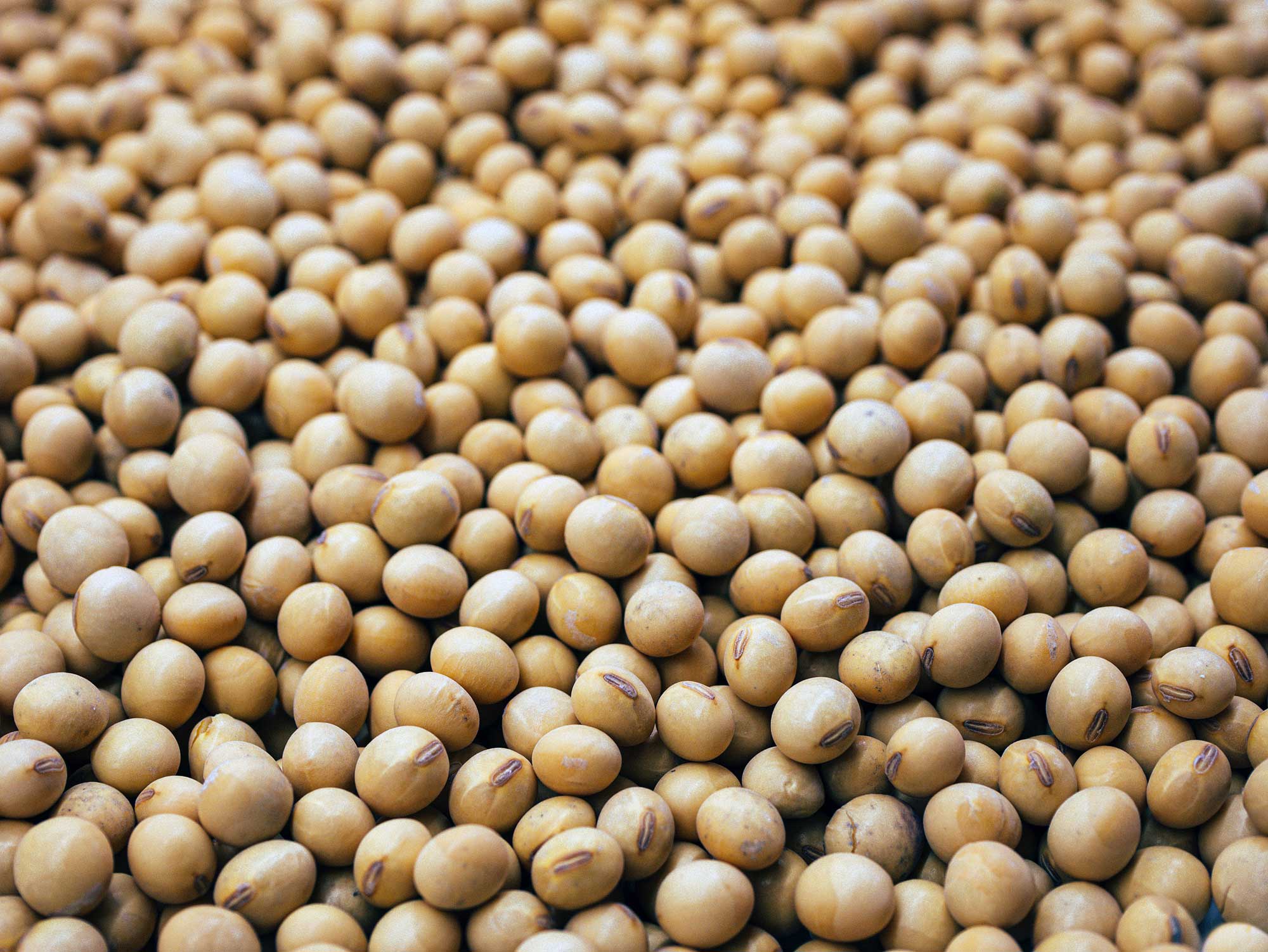 soya-beans-soy-organic-oscar-ochoa-QL_XDX5U4ts-unsplash.jpg